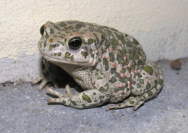 Rospo smeraldino, Bufo viridis? - Bufotes balearicus